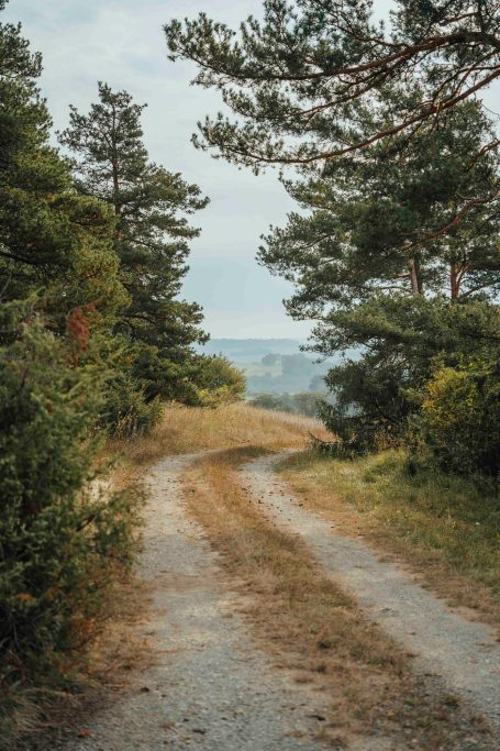 Schmaler, gewundener Weg zwischen Bäumen in einer natürlichen Landschaft.