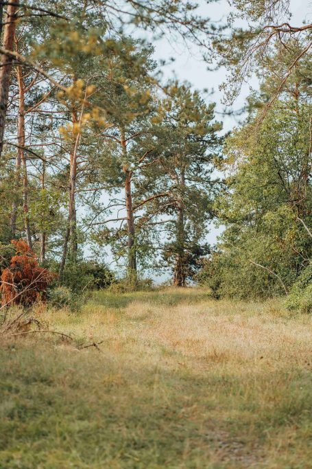 Waldweg mit hohen Bäumen und grünem Gras in einer natürlichen Umgebung.