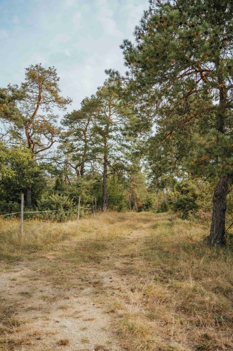 Ein schmaler Weg durch einen Wald mit hohen Bäumen und trockenem Gras.